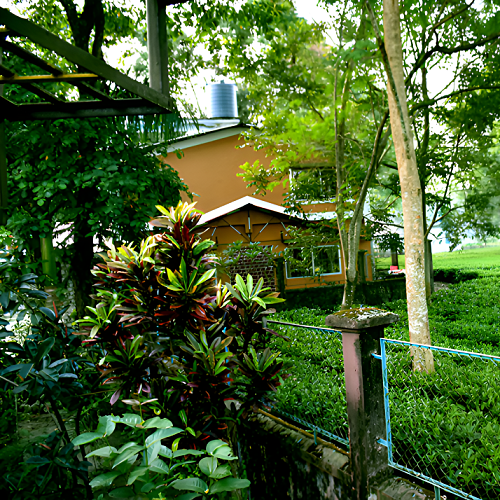 Property Situated Amidst Tea Garden